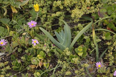 Ferraria crispa, photographed by Tony Rebelo