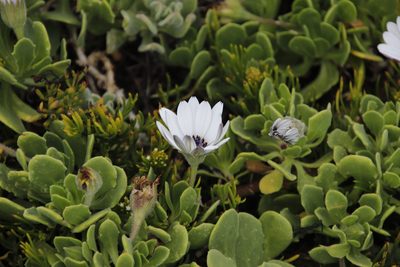 Dimorphotheca fruticosa, photographed by Tony Rebelo