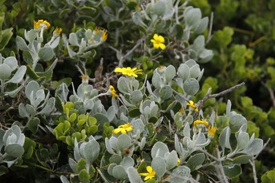 Chrysanthemoides incana, photographed by Tony Rebelo