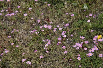 Senecio arenarius, photographed by Tony Rebelo