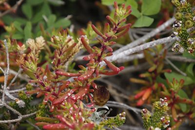 Tetragonia fruticosa, photographed by Tony Rebelo