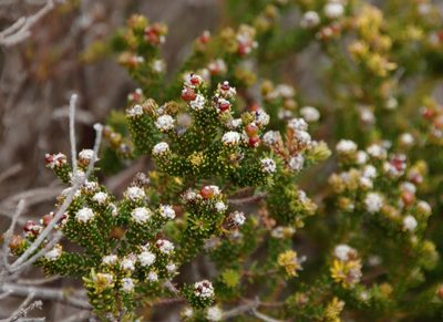 Phylica ericoides, photographed by Tony Rebelo