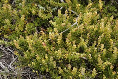 Tetragonia fruticosa, photographed by Tony Rebelo