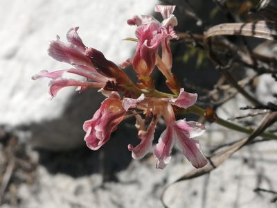 Tritoniopsis dodii, photographed by sharndreheuvel