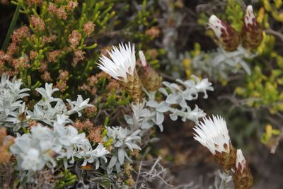 Helichrysum retortum, photographed by Tony Rebelo