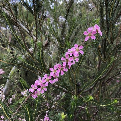 Leptospermum squarrosum, photographed by neilfws