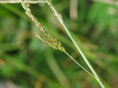 Eriochloa procera, photographed by Jacy Chen