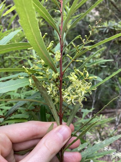 Lomatia myricoides, photographed by Thomas Mesaglio
