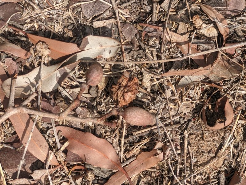 Corymbia polycarpa, photographed by Michael Somerville