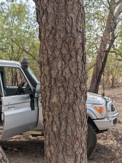 Corymbia polycarpa, photographed by Michael Somerville