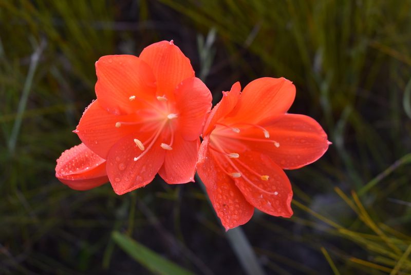 Cyrtanthus elatus, photographed by Justin Ponder