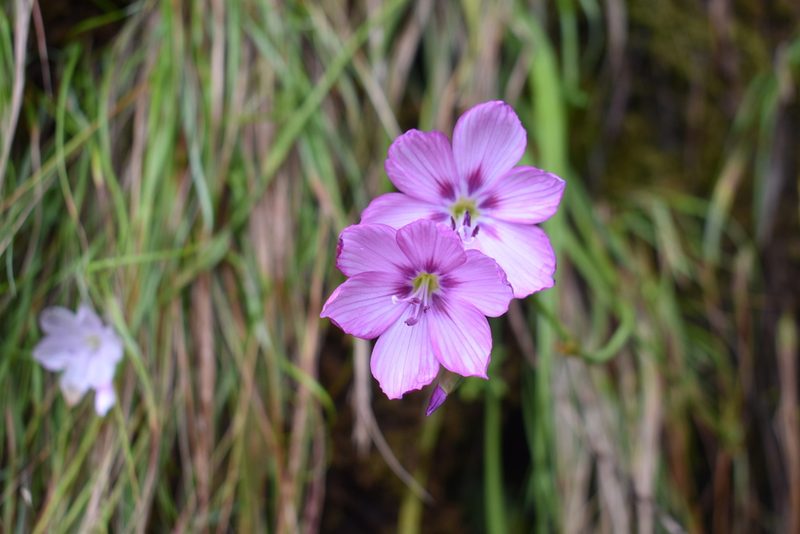 Geissorhiza outeniquensis, photographed by Justin Ponder