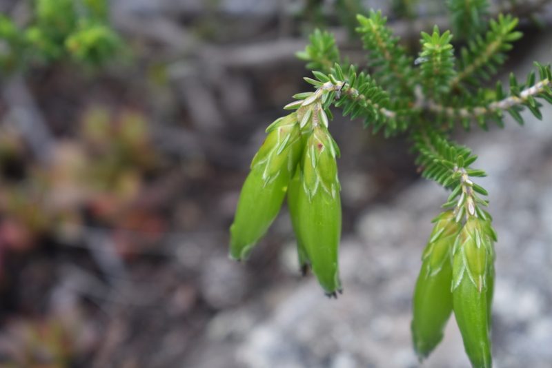 Erica viridiflora, photographed by Justin Ponder