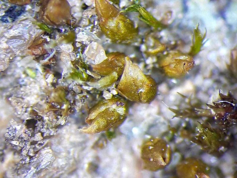 Acaulon mediterraneum, photographed by Rafael Medina