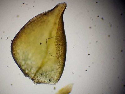 Acaulon mediterraneum, photographed by Rafael Medina