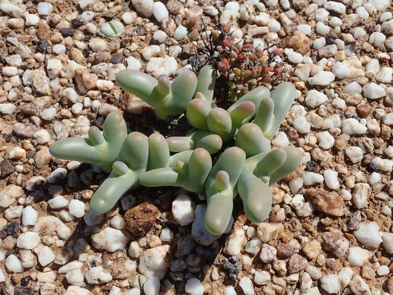 Mesembryanthemum digitatum, photographed by Peter Warren