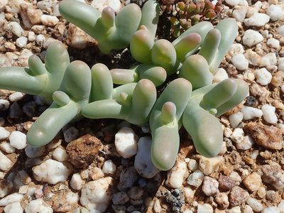 Mesembryanthemum digitatum, photographed by Peter Warren