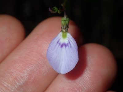 Pigea monopetala, photographed by Thomas Mesaglio
