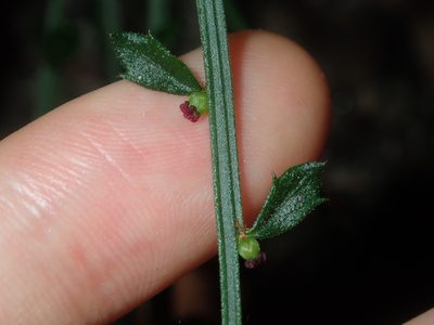 Amperea xiphoclada