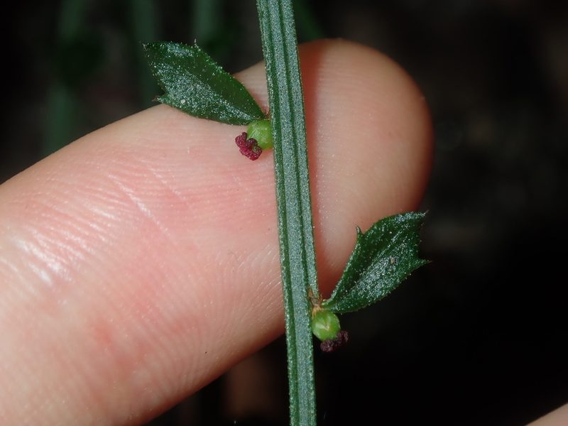 Amperea xiphoclada, photographed by Thomas Mesaglio