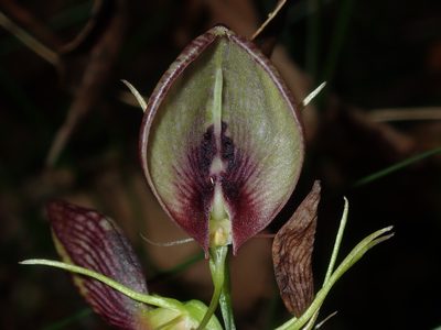Cryptostylis erecta, photographed by Thomas Mesaglio