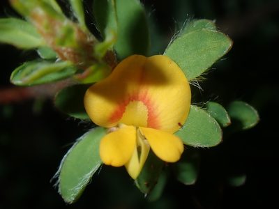 Pultenaea tuberculata, photographed by Thomas Mesaglio