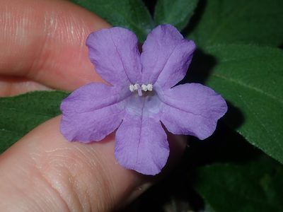 Ruellia longepetiolata, photographed by Thomas Mesaglio