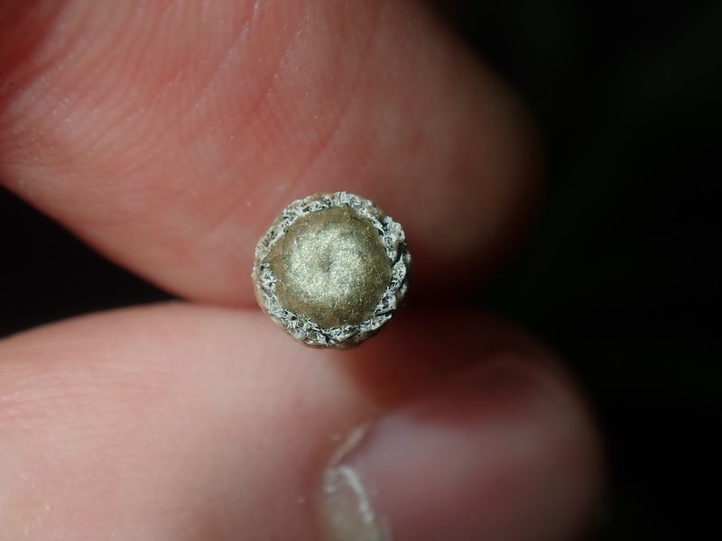 Eriocaulon scariosum, photographed by Thomas Mesaglio