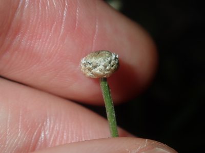 Eriocaulon scariosum, photographed by Thomas Mesaglio