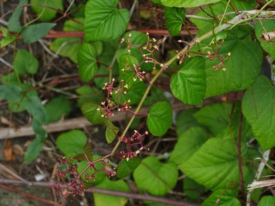Cissus kerrii, photographed by Jacy Chen