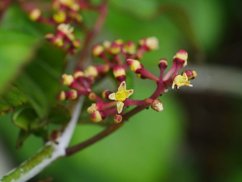 Cissus kerrii, photographed by Jacy Chen