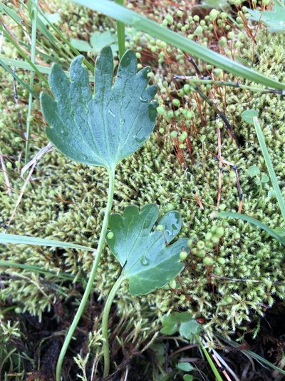 Ranunculus sulphureus, photographed by Valerii Glazunov