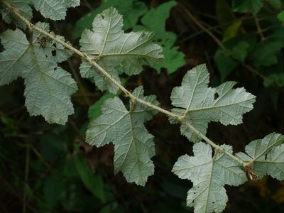 Rubus nagasawanus, photographed by Jacy Chen
