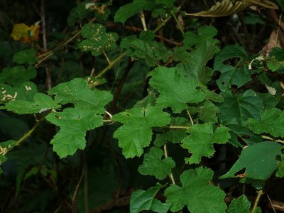 Rubus nagasawanus, photographed by Jacy Chen