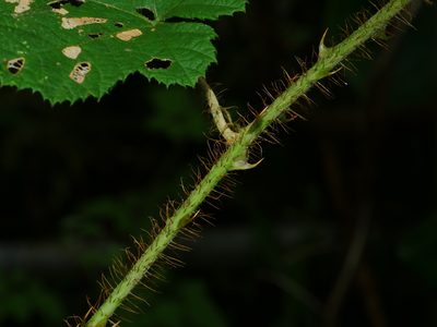 Rubus nagasawanus, photographed by Jacy Chen