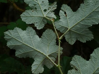 Rubus nagasawanus, photographed by Jacy Chen