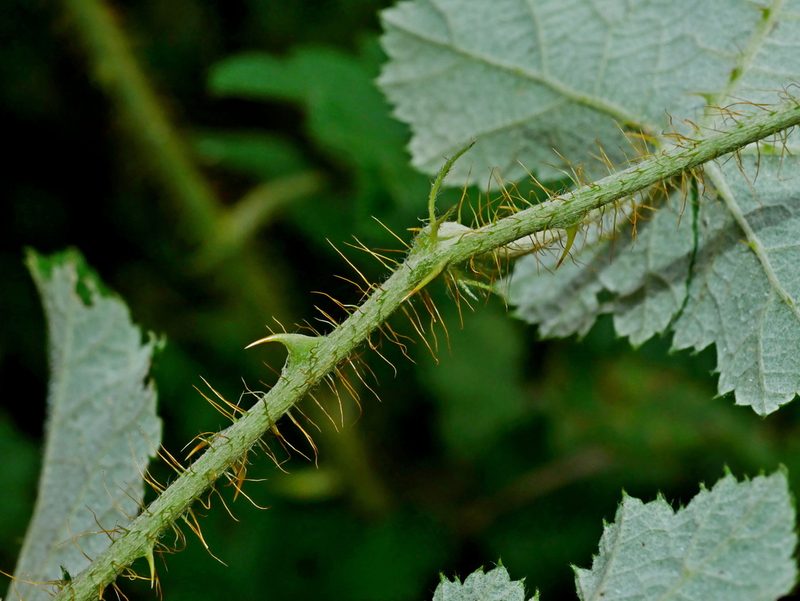 Rubus nagasawanus, photographed by Jacy Chen