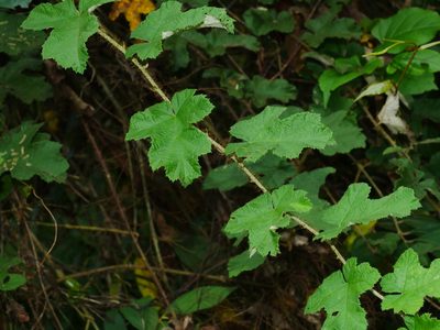 Rubus nagasawanus, photographed by Jacy Chen