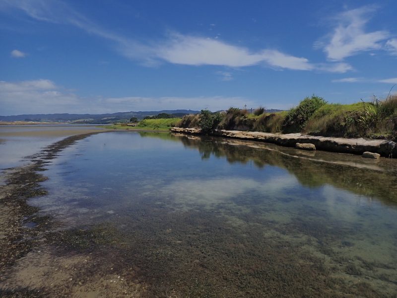 Zostera muelleri, photographed by Javier