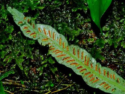 Asplenium griffithianum, photographed by Jacy Chen