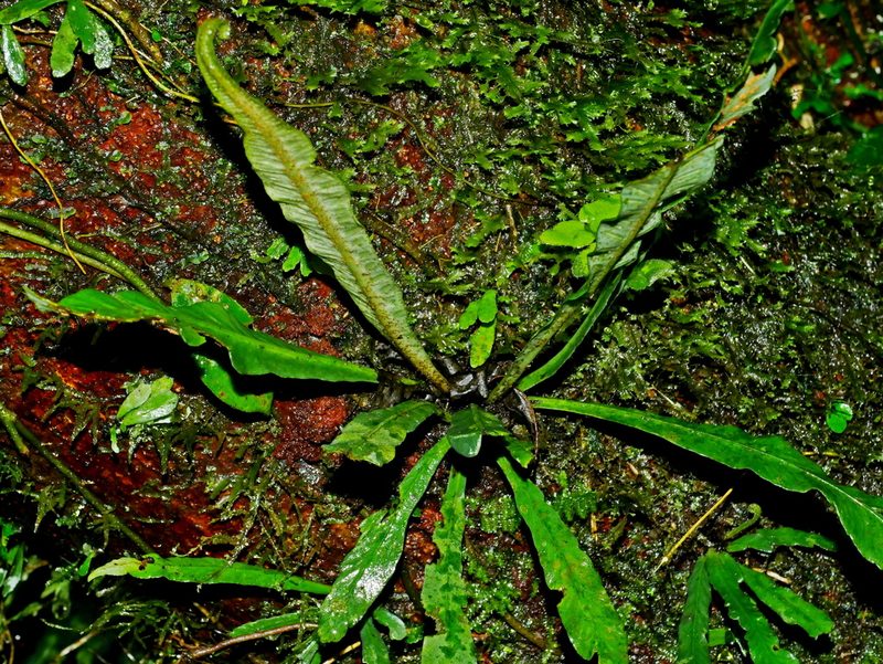 Asplenium griffithianum, photographed by Jacy Chen