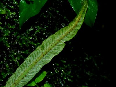 Asplenium griffithianum, photographed by Jacy Chen
