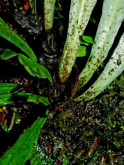 Asplenium griffithianum, photographed by Jacy Chen