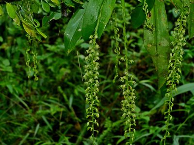 Liparis elliptica, photographed by Jacy Chen