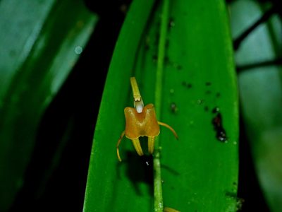 Liparis bootanensis, photographed by Jacy Chen