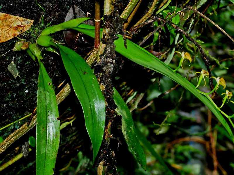 Liparis bootanensis, photographed by Jacy Chen