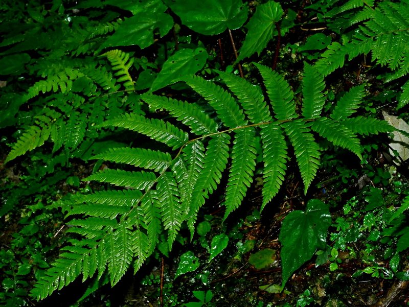 Pseudocyclosorus esquirolii, photographed by Jacy Chen