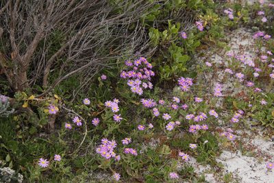 Senecio arenarius, photographed by Tony Rebelo