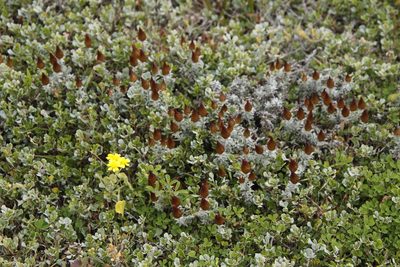 Helichrysum retortum, photographed by Tony Rebelo