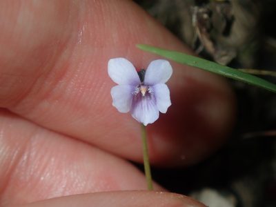 Viola silicestris, photographed by Thomas Mesaglio